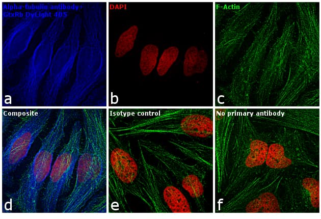 Goat Anti-Rabbit IgG Secondary Antibody (DY405)