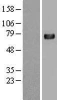 Human C4BPA / C4BP Alpha Protein (Over-Expression Lysate Myc-DDK (Flag))
