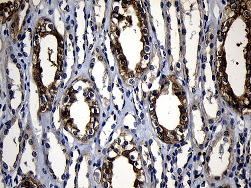 RNF14 / ARA54 Antibody (aa1-220, clone OTI1C9)