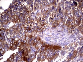 WNT3 Antibody (clone OTI1G7)