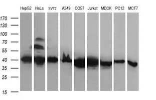 RFC4 Antibody (clone OTI1A8)