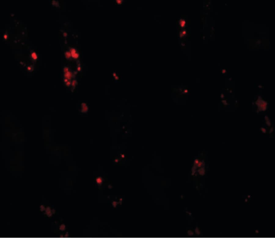 IHC-plus™ BANP Antibody