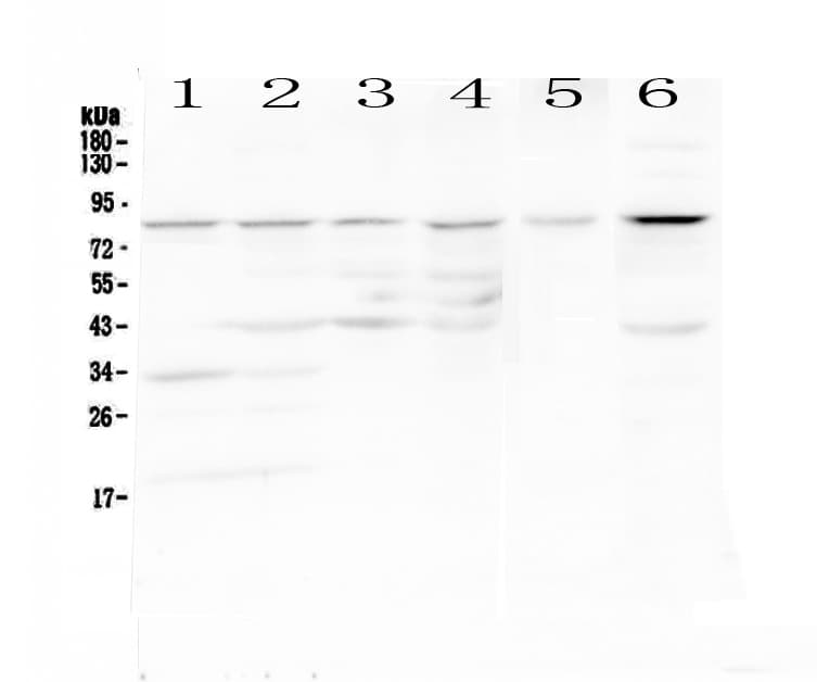 CD19 Antibody