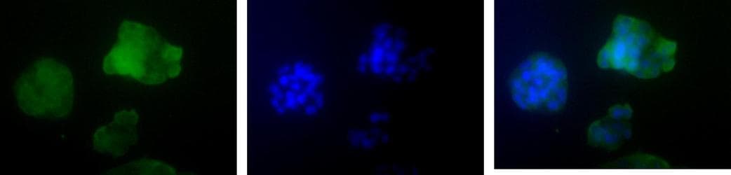 CD36 Antibody (aa300-400, DY650)