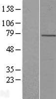 LRCH4 Protein (Over-Expression Lysate Myc-DDK (Flag))
