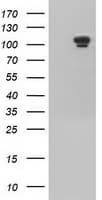 USP5 Antibody (clone OTI2H5, Carrier-free)
