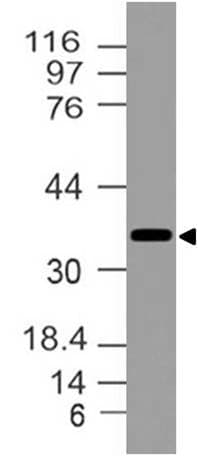 NKX2-5 Antibody