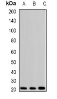 HRAS / H-Ras Antibody