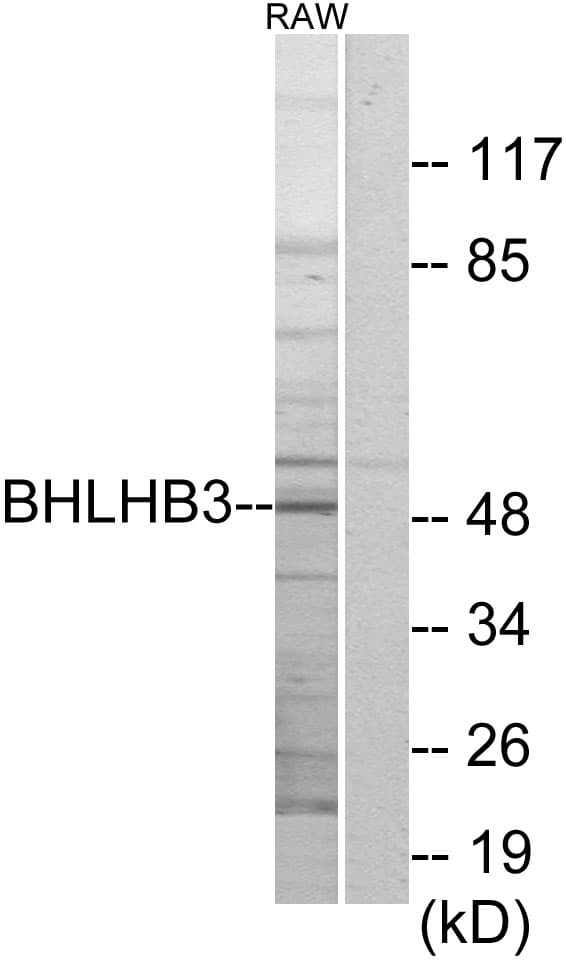 IHC-plus™ BHLHE41 / BHLHB3 / SHARP1 Antibody (aa1-50)