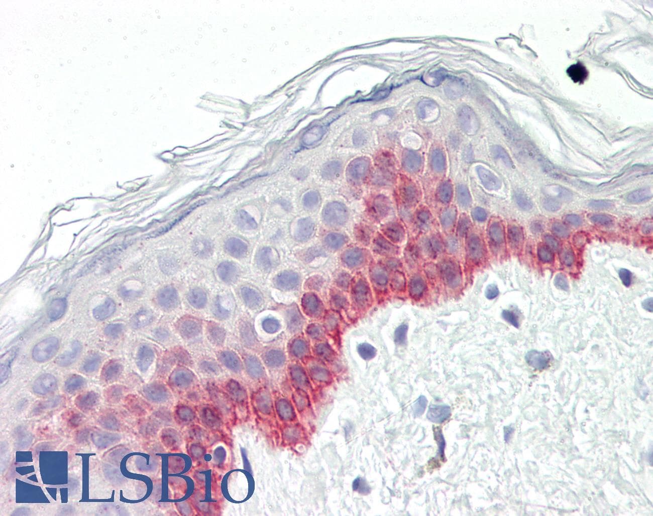 IHC-plus™ ESPL1 / Separase Antibody (aa767-816)