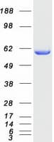 Human XPNPEP3 Protein (Recombinant Myc-DDK (Flag))