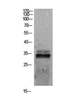 SDC1 / Syndecan 1 / CD138 Antibody