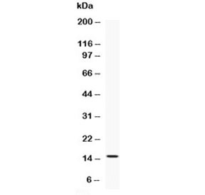 Polyclonal Rabbit anti-Human IL3 Antibody (aa20-152, IHC, WB)