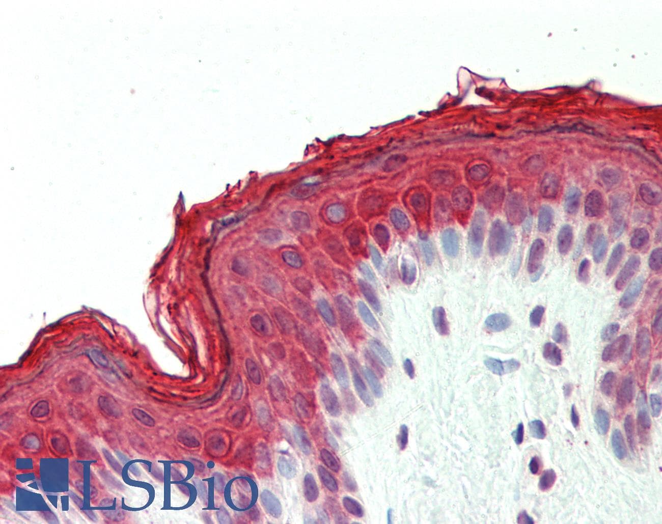 DNAJB1 / Hsp40 Antibody (aa74-123)