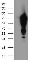 EPN2 Antibody (clone OTI1H3)
