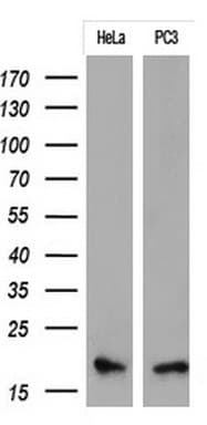 Monoclonal Mouse anti-Human p16INK4a / CDKN2A Antibody (clone OTI1E7, Carrier-free, WB)