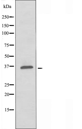 ADORA1 / Adenosine A1 Receptor Antibody