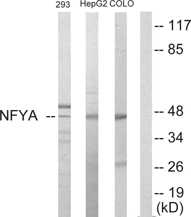 Polyclonal Rabbit anti-Human NFYA Antibody (WB)