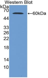G6PD Antibody (aa1-515, Biotin)