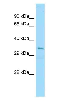 Polyclonal Rabbit anti-Mouse UBB / Ubiquitin B Antibody (aa33-82, WB)