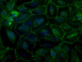 Basigin / Emmprin / CD147 Antibody (clone OTI3E5)