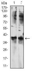 TBP / GTF2D Antibody (clone 7G11C8)