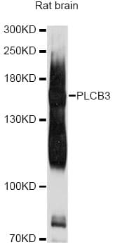 PLCB3 Antibody