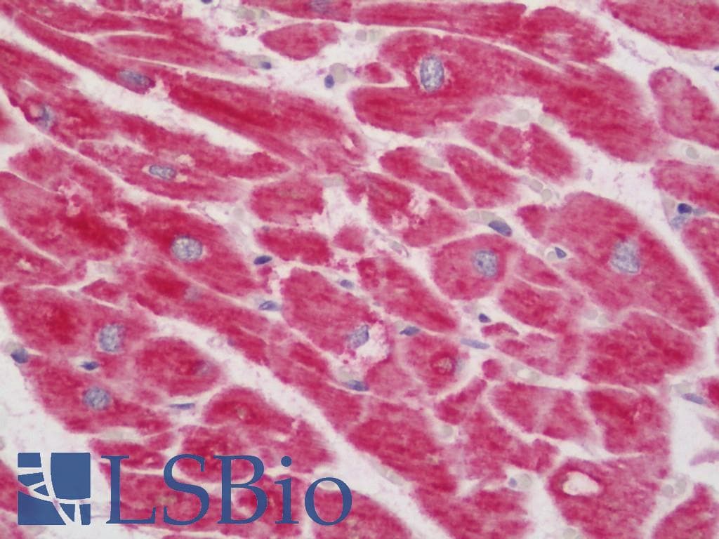 NDUFB7 / B18 Antibody (FITC)