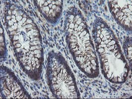 VBP1 Antibody (clone OTI2B12)