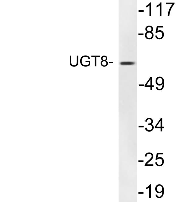 UGT8 Antibody (aa492-541)