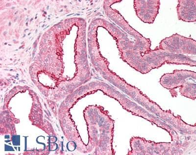 IHC-plus™ Polyclonal Goat anti-Human RGS18 Antibody (aa221-235, IHC, WB)