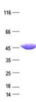 Human SH3GL2 Protein (Recombinant DDK,C-terminus)