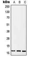 MGST2 Antibody (Internal)