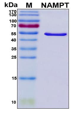 Human NAMPT / Visfatin Protein (Recombinant His, N-Terminal)