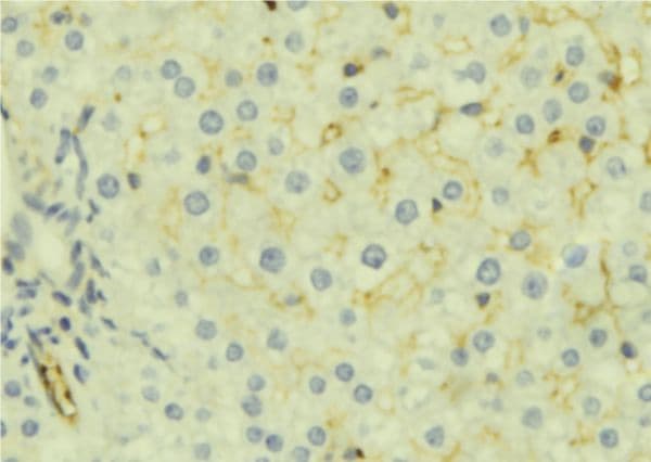 MSMB / MSP Antibody