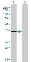 Monoclonal Mouse anti-Human C/EBP Epsilon / CEBPE Antibody (clone 7A4, WB)