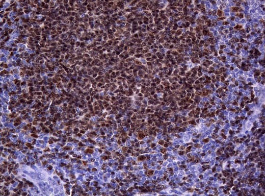 PAX5 Antibody (clone OTI1H5, Carrier-free)