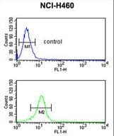 BLNK Antibody (aa150-178)
