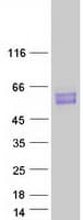 Human BCL3 / BCL-3 Protein (Recombinant Myc-DDK (Flag))