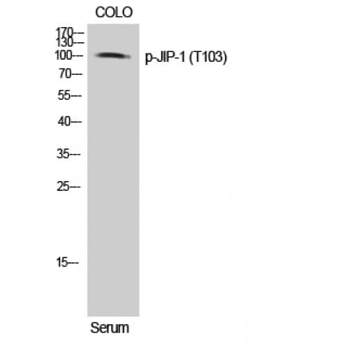MAPK8IP1 / JIP1 Antibody (40-120 aa)