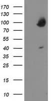 OSBP Antibody (clone OTI1F2)