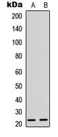 MSC / Musculin Antibody (C-Terminus)