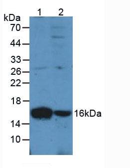 PathPlus™ AIF1 / IBA1 Antibody (aa1-147)
