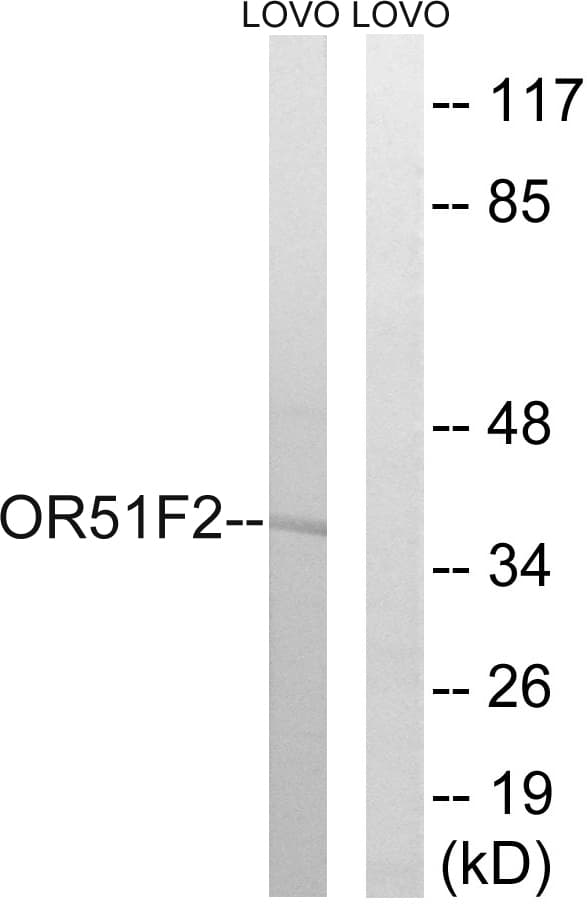 Polyclonal Rabbit anti-Human OR51F2 Antibody (aa292-341, IF, WB)