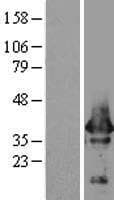 Human Alpha SNAP Protein (Over-Expression Lysate Myc-DDK (Flag))