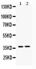 HDGF Antibody