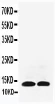 IL13 Antibody (aa80-102)
