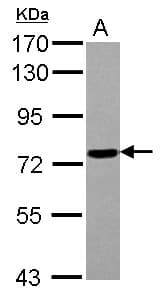 POLR3E / SIN Antibody