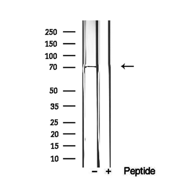 EXOC5 Antibody