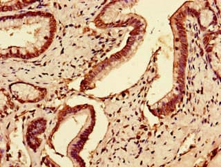 SLC7A7 Antibody